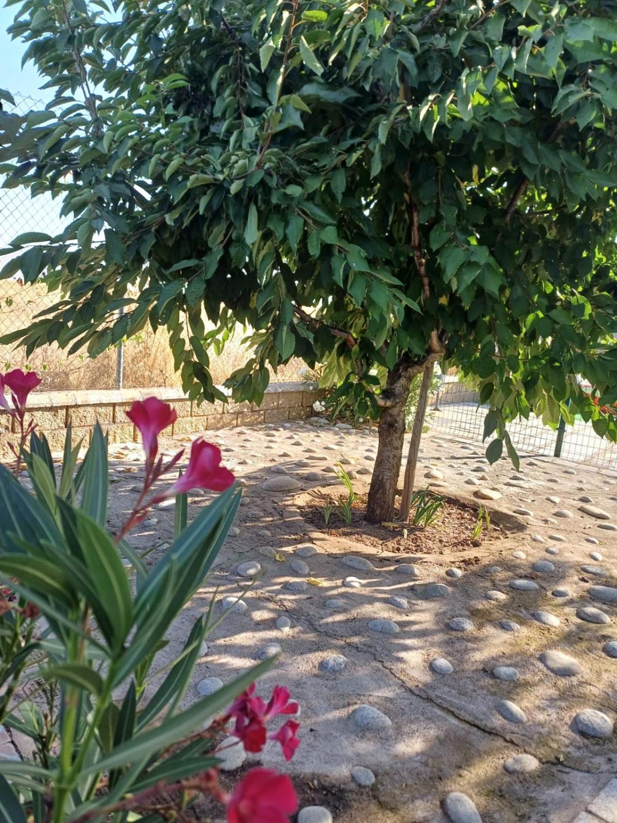 El Almendro Del Cura Villa Villarmayor  Ngoại thất bức ảnh